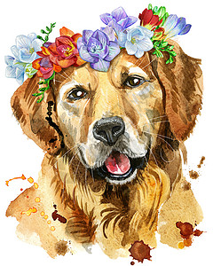 金黄猎犬头金毛猎犬与小苍兰花圈的水彩肖像背景
