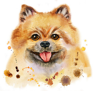 水彩动物素材狗博美犬吐水的水彩肖像朋友打印艺术新年卡片小狗海报哺乳动物宠物绘画背景