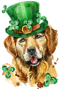 金毛猎犬的水彩肖像 圣帕特里克节幸运儿背景