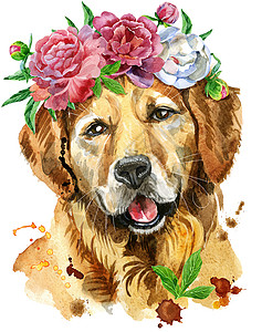 金黄猎犬头水彩画的金毛猎犬与 flowe背景