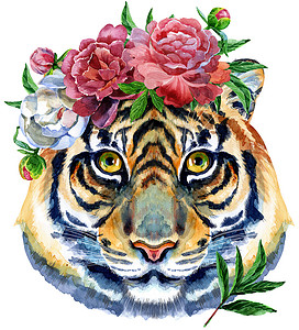 老虎海报老虎星座人物水彩插图 白色背景上孤立的花朵背景