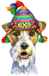 插图肖像戴 chullo 帽子的大狗梗的水彩画像背景