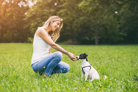 瑞狗贺年女人喂养她的狗杰克罗素泰瑞主人乐趣小狗训练享受纯种狗公园阳光活动教育背景
