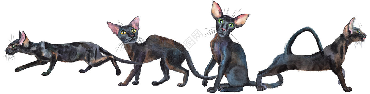 边框素材猫东方黑猫的水彩边框 绘画动物图案艺术品哺乳动物小猫毛皮艺术数字宠物晶须插图边界背景