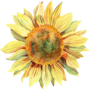 向日葵水彩孤立在白色背景上的水彩向日葵 手绘剪贴画背景