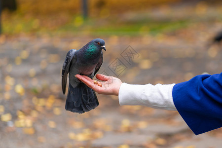 一个人手持一只鸽子 在公园喂鸽子 用鸽子高清图片