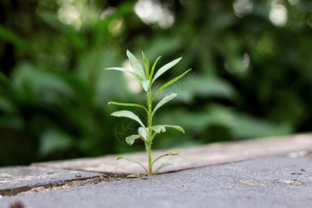 细长的植物在混凝土缝合上生长高清图片