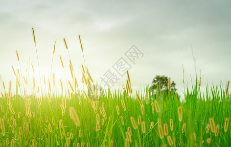 变绿雨季多云的天空中模糊的金色草花 与草花的绿色稻田 水稻种植园 绿色稻田 亚洲的有机水稻农场 室外新鲜空气 自然疗愈背景