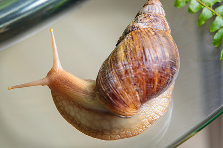 大白贝壳一只大白蜗牛爬过玻璃桌 摇晃着天线主题情调喇叭贝壳运动动物植物螺旋脊椎动物社交背景