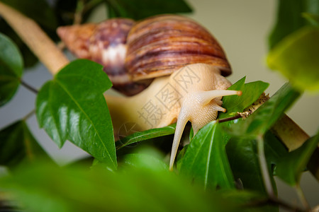 大白贝壳一只大白蜗牛坐在植物的树枝上食物贝壳主题动物媒体天线蜗牛壳生活异国喇叭背景