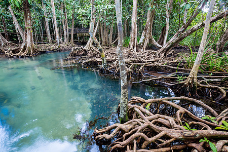 林根泰国沼泽林和流动水中的热带树根或Tha pom红树林海滩养护沼泽叶子丛林溪流塔蓬红树公园环境背景