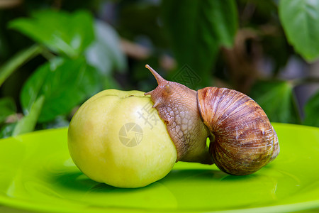 大白贝壳一只大白蜗牛坐在绿苹果上天线生活盘子叶子主题螺旋脊椎动物异国社交喇叭背景
