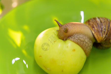 大白贝壳一只大白蜗牛坐在绿苹果上动物食物主题媒体运动盘子鼻涕虫蜗牛壳叶子植物背景