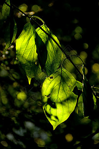 绿色色树叶秋色白叶 背光色季节性宏观场景黄色阴影冥想季节晴天绿色背景