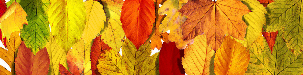 素材改变颜色秋天公园落下的多彩明媚的叶子季节风景晴天森林植物南瓜橡木感恩植物群场景背景