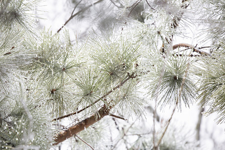 冰冻松松越野科学沉淀植被绿色植物环境天气寒意寒冷美丽季节背景图片