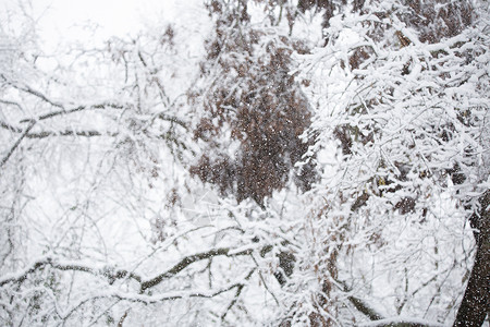 寒冷雪日背景图片