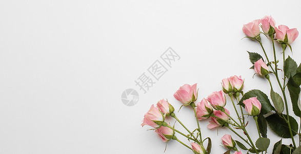 花瓶粉色玫瑰复制空间玫瑰 高品质美丽的照片概念背景