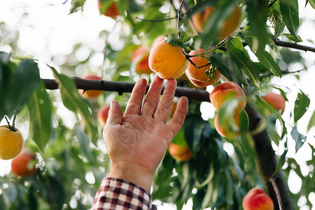 男性采摘成熟的大桃子 果实在阳光下成熟 桃子挂在果园的树枝上 水果采摘季节 果桃园 阳光明媚的日子 男手握着鲜美的桃子背景图片