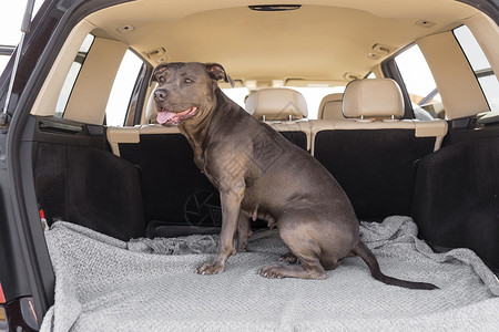抽象汽车素材笑脸狗留在汽车后备箱 高品质照片背景