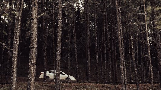 白车树素材白车在春天沿着沥青路穿过森林冲过森林背景