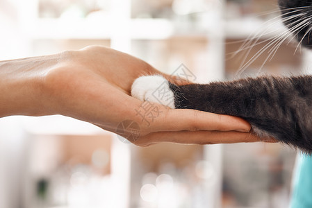 猫手女性兽医手在兽医诊所做检查时 握着一只黑毛猫爪子的照片 照片很贴近的 (笑声)背景