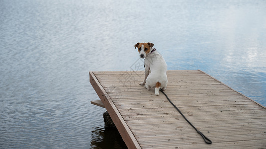 真可悲可悲的狗杰克罗塞尔泰瑞尔独自坐在湖边的码头上活动海滩假期朋友小猎犬哺乳动物动物海岸宠物地平线背景