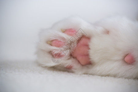 光背景上粉红色垫子的猫爪高清图片