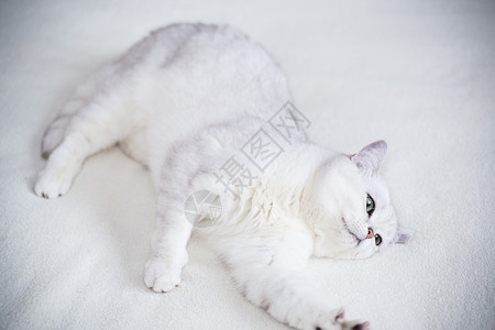 长着直耳 睡着的苏格兰Chichilla睡眠动物猫咪耳朵毛皮工作室成人眼睛幸福宠物背景图片