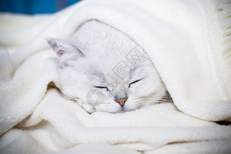 眼睛长包素材长着直耳 睡着的苏格兰Chichilla耳朵发烧诊所休息小猫猫科动物温度眼睛疾病背景