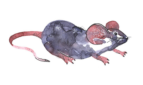 老鼠尾巴鼠标水彩插图 有趣的动物图标 灰色老鼠 粉红色的耳朵在白色背景下被隔离  2020年新年绘画符号 为设计绘制艺术品粉色刷子水彩画背景