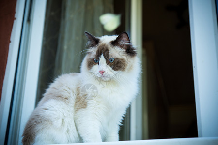 美丽的年轻的拉格多尔猫在街上看望着街道高清图片