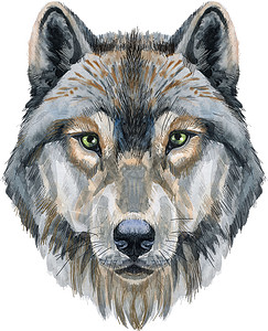 狼脸狼头 白色背景上孤立的水彩狼画插图背景