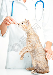 女兽医检查一只猫高清图片