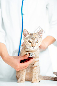 龟甲女兽医检查一只小猫护士女士医师医疗老虎女性斑点白色兽医药品背景