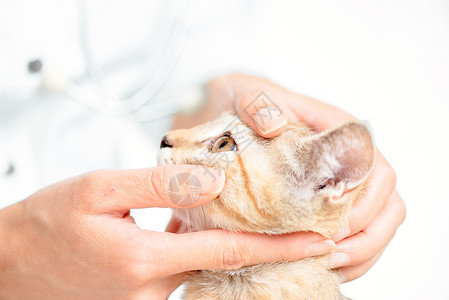 兽医对猫眼的检查背景图片