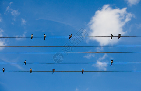 燕子线条燕状鸟类木板野生动物动物天空电话电缆环境休息燕子背景