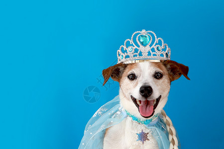 艾尔莎穿公主服装的狗宠物蓝色背景背景