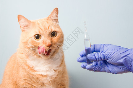 退伍老兵背景蓝背景的可爱红发猫医院卫生注射器成人兽医疫苗医生药品宠物小猫背景