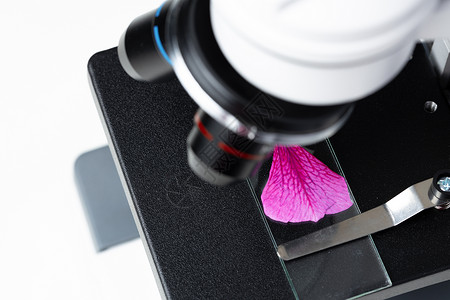显微镜玻璃幻灯片上的粉花叶背景图片