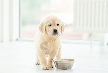 寻回小狗狗坐在碗旁青少年犬类快乐幸福游戏童年友谊女孩动物地面背景图片