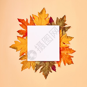 你好秋天背景自然和奥克托波背景 大季节纹理 心情低落黄色棕色植物红色浆果季节框架感恩橙子绿色背景