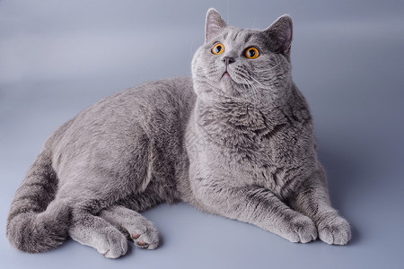 灰色背景的英国年轻小猫 美丽惊异高清图片