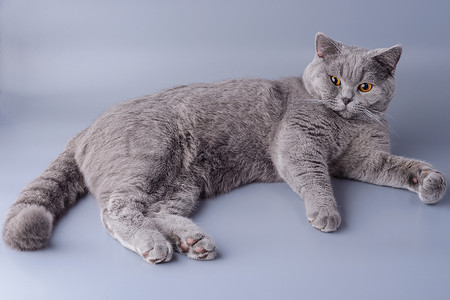 舔一舔美丽的年轻的英国小猫 在灰色背景上无所不在毛皮动物头发哺乳动物冒充卧室工作室耳朵宠物猫科背景