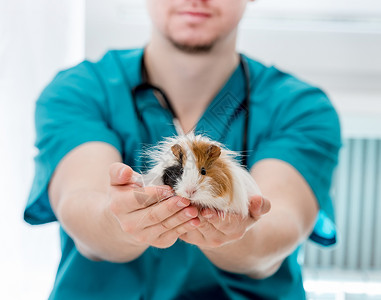 可爱的小医生手持豚猪的兽医医生治疗医疗保险药品豚鼠疾病动物诊所检查医院办公室背景