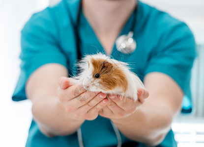 小豚鼠手持豚猪的兽医医生手套医院疫苗治疗诊所仓鼠动物哺乳动物豚鼠检查背景