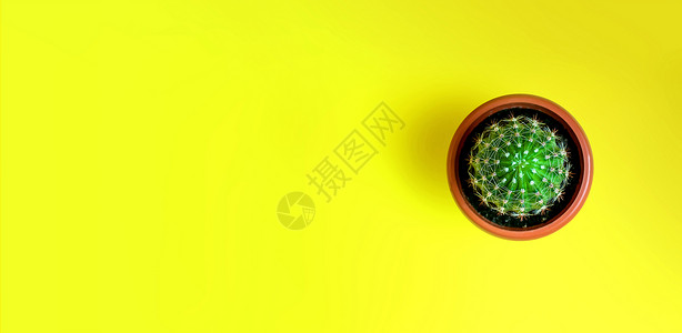 绿色小盆栽在罐的小装饰仙人掌在黄色背景 室内植物 极简主义概念 横幅背景