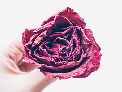 女人手拿着干红玫瑰花分离在白色背景上 破碎的心和失去的爱的传统象征 记忆 死亡 损失的概念 生与死 软焦点 特写背景图片