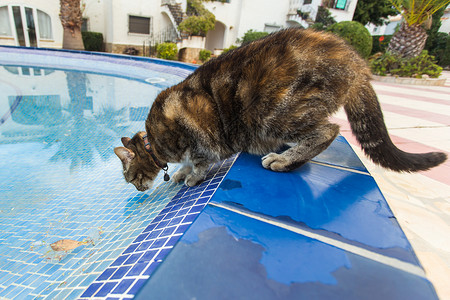 感觉猫由游泳池提供的可爱的猫饮用水动物水池舌头会场游泳运动活动季节哺乳动物水彩背景