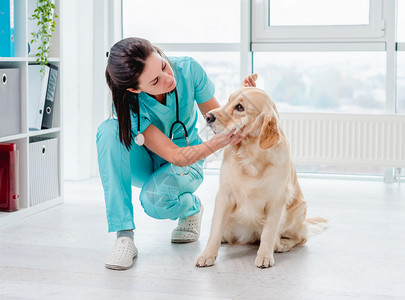 不能帮助狗兽医对金色猎犬进行检查访问诊所女士愈合办公室考试专家宠物药品医院背景